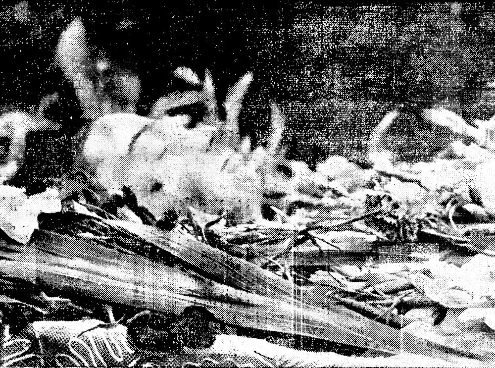 Mihail Stelescu mort